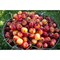 A Bucket Of Ripe Ranier Cherries Are Freshly Picked In The Okanagan; British Columbia Canada Poster Print